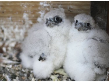 In this May 17, 2018 photo provided by Mary Malec are two peregrine falcon chicks in the Campanile bell tower on the University of California, Berkeley campus in Berkeley, Calif. University officials are asking for help naming three fluffy peregrine falcon chicks that hatched last month in the bell tower. The San Francisco Chronicle reports a woman named Bunny suggested by Twitter naming the two males and one female Fluffy, Cottonball and Marshmallow. (Mary Malec via AP) ORG XMIT: FX107