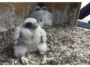 FILE -  In this May 17, 2018 file photo provided by Marcia Garcia-Alvarez are three peregrine falcon chicks in the Campanile bell tower on the University of California, Berkeley campus in Berkeley, Calif. It was announced Friday, June 1, 2018, that baby chicks hatched inside UC Berkeley's Campanile tower have been named Berkelium, Californium and Lawrencium, after three elements discovered at Berkeley. (Maria Garcia-Alvarez via AP, File) ORG XMIT: FX109