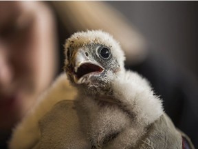 One of three male baby peregrine falcons born about 18 days ago on the upper ledge of the 43rd floor at the Sheraton Centre Toronto hotel - is weighed and banded - in downtown Toronto, Ont.  on Tuesday June 5, 2018. The annual event is organized by the Canadian Peregrine Foundation. Ernest Doroszuk/Toronto Sun/Postmedia