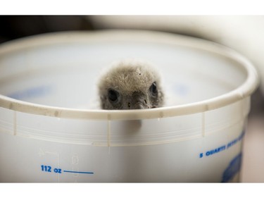 One of three male baby peregrine falcons born about 18 days ago on the upper ledge of the 43rd floor at the Sheraton Centre Toronto hotel - is weighed and banded in downtown Toronto, Ont.  on Tuesday June 5, 2018. The annual event is organized by the Canadian Peregrine Foundation. Ernest Doroszuk/Toronto Sun/Postmedia