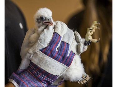 One of three male baby peregrine falcons born about 18 days ago on the upper ledge of the 43rd floor at the Sheraton Centre Toronto hotel - is weighed and banded - in downtown Toronto, Ont.  on Tuesday June 5, 2018. The annual event is organized by the Canadian Peregrine Foundation. Ernest Doroszuk/Toronto Sun/Postmedia