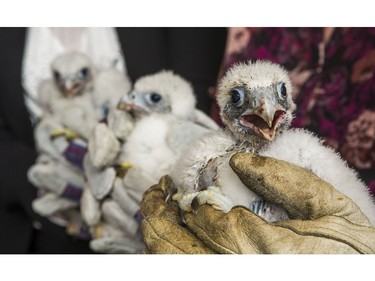 The three baby peregrine falcons born about 18 days ago on the upper ledge of there 43rd floor at the Sheraton Centre Toronto hotel in downtown Toronto, Ont.  on Tuesday June 5, 2018. The annual event is organized by the Canadian Peregrine Foundation. Ernest Doroszuk/Toronto Sun/Postmedia