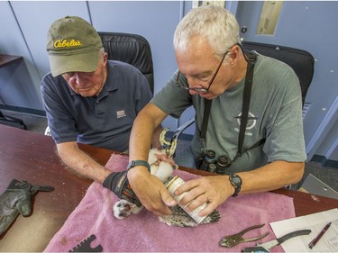 Mike Jones, left, and John Castrale put ID bands on a peregrine falcon chick on Wednesday, May 30, 2018, at the County-City Building in South Bend, Ind. (Robert Franklin/South Bend Tribune via AP) ORG XMIT: INSBE102
