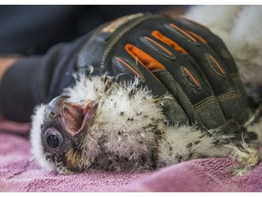 Peregrine falcon chicks are banded for identification on Wednesday, May 30, 2018, at the County-City Building in South Bend, Ind. (Robert Franklin/South Bend Tribune via AP) ORG XMIT: INSBE103