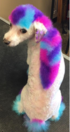 Nicole Rose, co-owner of the Fur-Ever Loved Pet Salon in Kitchener, Ont., uses dog-approved, harmless dye to colour her pooch Stella’s coat and the trend has caught on with other pet owners who ask to have their dog’s hair dyed. (Instagram)