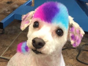 Nicole Rose, co-owner of the Fur-Ever Loved Pet Salon in Kitchener, Ont., uses dog-approved, harmless dye to colour her pooch Stella's coat and the trend has caught on with other pet owners who ask to have their dog's hair dyed. (Instagram)