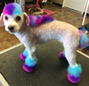 Nicole Rose, co-owner of the Fur-Ever Loved Pet Salon in Kitchener, Ont., uses dog-approved, harmless dye to colour her pooch Stella’s coat and the trend has caught on with other pet owners who ask to have their dog’s hair dyed. (Instagram)