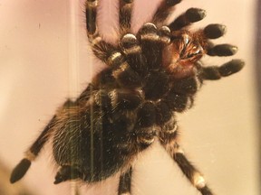 A Brazilian White Knee tarantula.