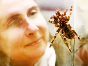 Antonia Guidotti takes a closer look at a Brazilian White Knee tarantula during a preview for the ROMs Spiders: Fear & Fascination on Tuesday June 5, 2018. Veronica Henri/Toronto Sun