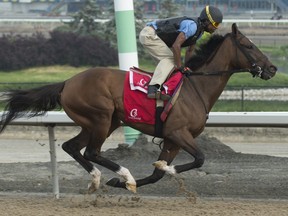 Wonder 
Gadot breezes her final Woodbine Oaks tuneup under jockey Patrick Husbands. (Michael Burns photo)