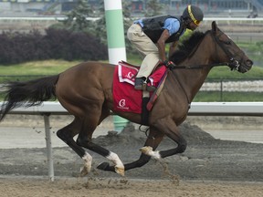 Toronto Ont.Woodbine Racetrack 2018.Woodbine Oaks ,contender Wonder 
Gadot breezes her final tueneup under Jockey Patrick Husbands.Owned by Gary Barber and trained by Mark Casse,Wonder Gadot will attempt to capture the $500,000 dollar Oaks on Saturday June 9, 2018 at Woodbine Racertack. michael burns photo