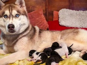 Banner the husky played a starring role in saving seven abandoned and doomed kittens. Now, she is like their mother.