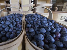File photo of bountiful blueberries. (Brian Thompson/Brantford Expositor/Postmedia Network)