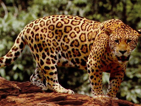 Jaguar.