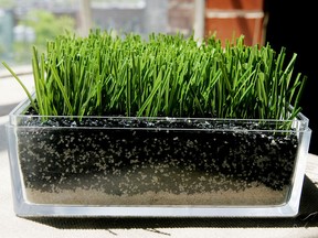 The Montreal-based Fieldturf artificial grass is displayed in a container in Montreal, Wednesday, May 24, 2006.