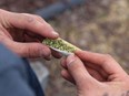 A marijuana joint is rolled during the 4/20 event on the Manitoba Legislative Building grounds in Winnipeg on April 20, 2018.