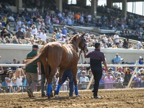 Triple Crown winner Justify has officially been retired by trainer Bob Baffert. (AP)