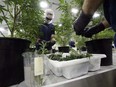 Workers produce medical marijuana at Canopy Growth Corporation's Tweed facility in Smiths Falls, Ont., on Feb. 12, 2018.