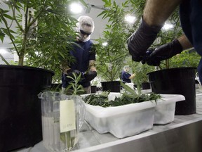 Workers produce medical marijuana at Canopy Growth Corporation’s Tweed facility in Smiths Falls, Ont., on Feb. 12, 2018.