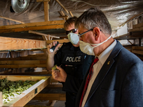 Investigators seize $6.5 million worth of cannabis from township of King.