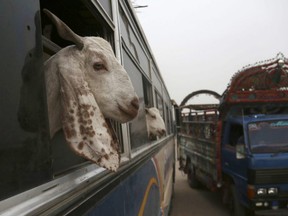 Vendors bring their animals to a cattle market set up for the upcoming Muslim festival Eid al-Adha in Karachi, Pakistan, Aug. 17, 2018.