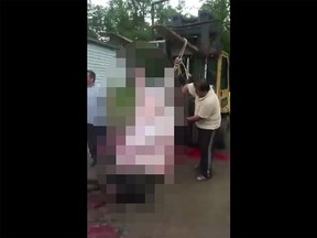 Censored screengrab of a video showing the skinning of a cow outside a mosque in Milton, Ont.