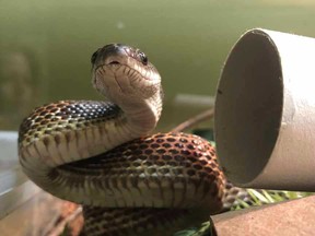 The Western rat snake as seen in Toronto. (Toronto Wildlife Centre)