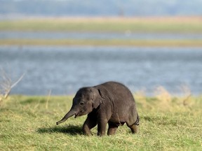 Are elephants evolving to not have tusks in the wake of a bloody civil war in Mozambique?