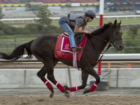 Neepawa faltered to be 10th in the Queen’s Plate and only has one victory in 10 starts.  (Michael Burns photo)