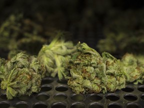 Cannabis buds lay along a drying rack at the CannTrust Niagara Greenhouse Facility in Fenwick, Ont., on Tuesday, June 26, 2018. (Canadian Press file)