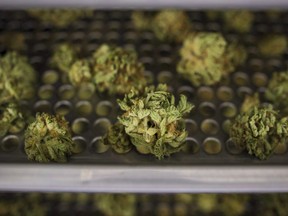 Cannabis buds lay along a drying rack at a facility in Ontario on June 26, 2018. THE CANADIAN PRESS/ Tijana Martin