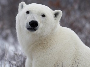 A polar bear poses for the camera as he waits for the Hudson Bay to freeze over near Churchill, Man. Wednesday, Nov. 7, 2007. (THE CANADIAN PRESS/Jonathan Hayward)