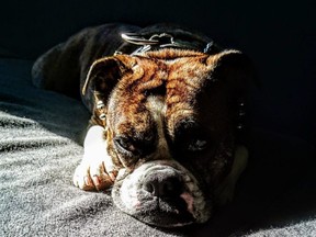 Toots, an English Bulldog Boston Terrier was stolen last Thursday, July 26, 2018, as owner Kolin Davidson had a short nap while enjoying the weather in Toronto's Alexandra Park.