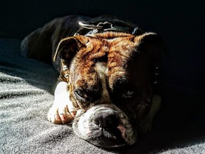 Toots, an English Bulldog Boston Terrier was stolen last Thursday, July 26, 2018, as owner Kolin Davidson had a short nap while enjoying the weather in Toronto’s Alexandra Park.