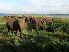 A highlight of a tour in Sri Lanka is the chance to see herds of wild Asian elephants grazing in Kaudulla National Park.