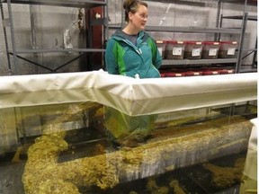 Lab manager Courtney Page with the anchor from Queen Anne’s Revenge, Blackbeard’s sunken flagship, in a preservation tank at East Carolina University’s West Research Campus in Greenville, N.C. IAN ROBERTSON PHOTO