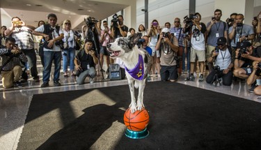 Dewey, an Australian Koolie with the President's Choice SuperDogs, balances on a basketball during the CNE Media Preview at Exhibition Place in Toronto, Ont. on Wednesday August 15, 2018. The Canadian National Exhibition runs from August 17 to September 3. Ernest Doroszuk/Toronto Sun/Postmedia