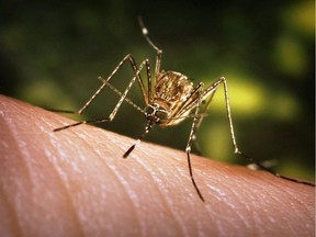 Six people have died from confirmed cases of West Nile Virus so far in 2018, Toronto Public Health says.