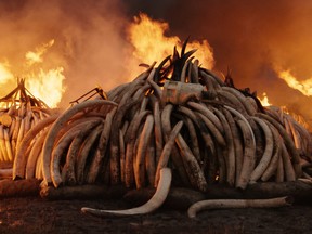 Elephant Tusk Burn, Nairobi National Park, Kenya (Courtesy of Anthropocene Films Inc.)