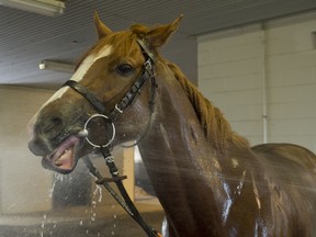 Woodbine Mile contender Stormy Antarctic enjoys a cool bath spray after training at Woodbine since arriving from Europe.Stormy Antarctic will be ridden by Gerald Mosse and is trained by Ed Walker. (Michael Burns photo)
