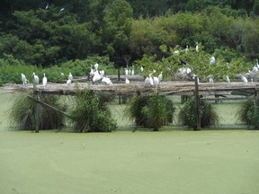 Bird City, a refuge for the likes of snowy white egrets and herons, is one of the wonders of Jungle Gardens in Avery Island, La. (DAVE POLLARD/Postmedia Network)