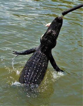 You’ll get up close and personal with hungry adult gators during Cajun Man’s Swamp Tours on Bayou Black in Gibson, La. Feeding the critters is all part of the adventure. (DAVE POLLARD/Postmedia Network)