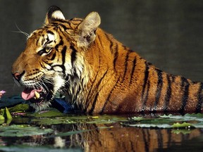 The majestic Royal Bengal Tiger is making a comeback. The population of big cat in Nepal has nearly doubled.