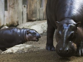 Kindia, an endangered 12-year-old female pygmy hippopotamus, with her unnamed female baby born on August 10 - make their first public appearance at their enclosure in the African Rainforest Pavilion at the Toronto Zoo in Toronto, Ont. on Wednesday September 19, 2018. Ernest Doroszuk/Toronto Sun/Postmedia