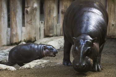 Kindia, an endangeredÊ12-year-old female pygmy hippopotamus, with her unnamed female baby born on August 10 - make their first public appearance at their enclosure in the African Rainforest Pavilion at the Toronto Zoo in Toronto, Ont. on Wednesday September 19, 2018. Ernest Doroszuk/Toronto Sun/Postmedia