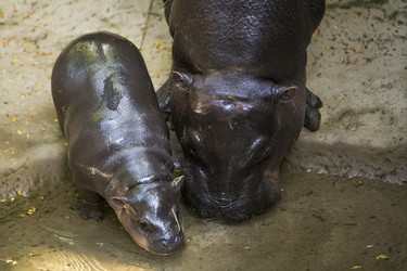 Kindia, an endangeredÊ12-year-old female pygmy hippopotamus, with her unnamed female baby born on August 10 - make their first public appearance at their enclosure in the African Rainforest Pavilion at the Toronto Zoo in Toronto, Ont. on Wednesday September 19, 2018. Ernest Doroszuk/Toronto Sun/Postmedia