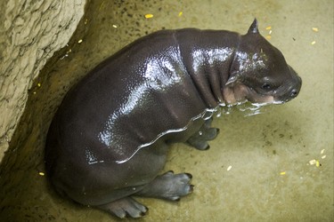 An endangered baby pygmy hippopotamus makes her first public appearance at the Toronto Zoo joined by her mother - not pictured - at their enclosure in the African Rainforest Pavilion at the Toronto Zoo in Toronto, Ont. on Wednesday September 19, 2018. Ernest Doroszuk/Toronto Sun/Postmedia