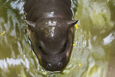 An endangered baby pygmy hippopotamus makes her first public appearance at the Toronto Zoo joined by her mother - not pictured - at their enclosure in the African Rainforest Pavilion at the Toronto Zoo in Toronto, Ont. on Wednesday September 19, 2018. Ernest Doroszuk/Toronto Sun/Postmedia