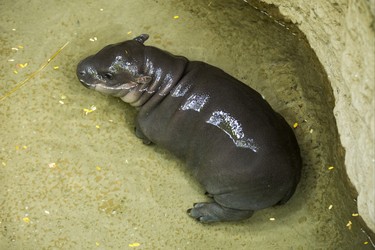 An endangered baby pygmy hippopotamus makes her first public appearance at the Toronto Zoo joined by her mother - not pictured - at their enclosure in the African Rainforest Pavilion at the Toronto Zoo in Toronto, Ont. on Wednesday September 19, 2018. Ernest Doroszuk/Toronto Sun/Postmedia