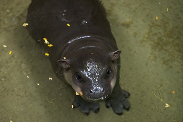 An endangered baby pygmy hippopotamus makes her first public appearance at the Toronto Zoo joined by her mother - not pictured - at their enclosure in the African Rainforest Pavilion at the Toronto Zoo in Toronto, Ont. on Wednesday September 19, 2018. Ernest Doroszuk/Toronto Sun/Postmedia